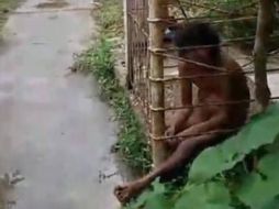 El hallazgo ocurrió en el fraccionamiento Las Piedritas. ESPECIAL