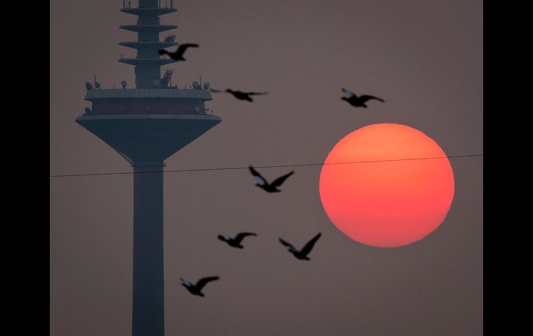 Aves vuelan cerca de una torre de televisión al amanecer en Fráncfort, Alemania AP/M. Probst
