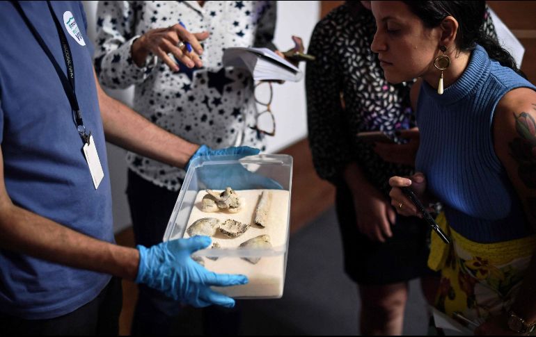 El fósil fue descubierto durante una excavación en 1975 en las afueras de la ciudad de Belo Horizonte. AFP/C. de Souza