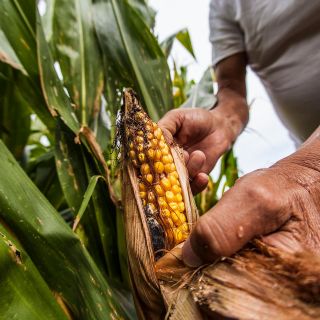 Cambio climático afecta producción alimentaria de México