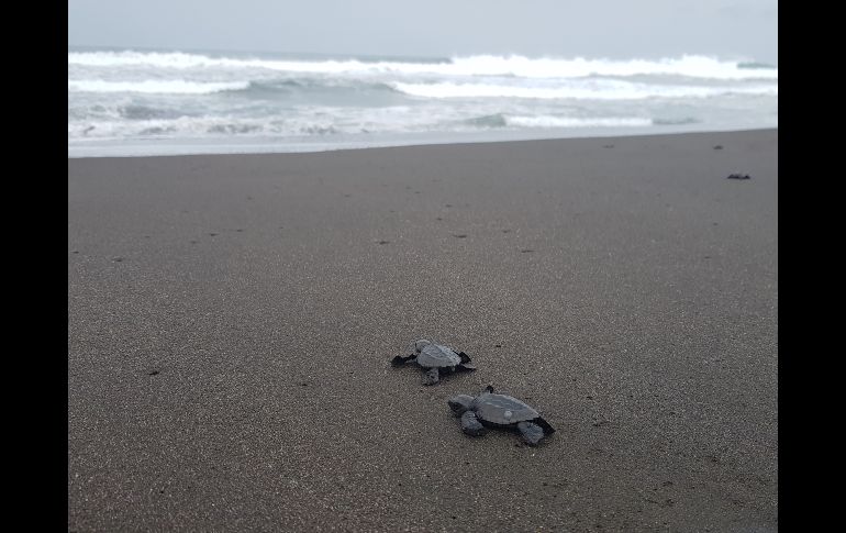 Maravilla. Presenciar el camino de las tortugas  hacia el mar es una experiencia bastante emotiva.