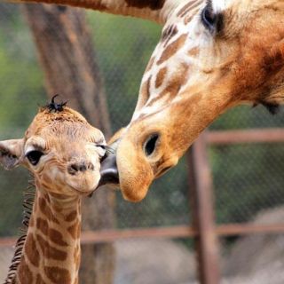 Reportan nacimiento de jirafa en el Zoológico de Chapultepec