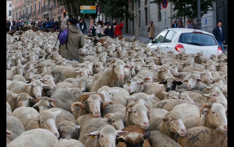 Un pastor intenta guiar a un rebaño de ovejas en Madrid, España, con motivo de la Fiesta de la Trashumancia. AP/P. White