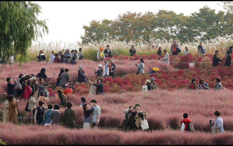 Visitantes disfrutan el pasto rosado en Sky Park de Seúl, Corea del Sur. El parque, que era parte de las instalaciones del Mundial de la FIFA 2002, ahora es un sitio ecológico conmemorativo. AP/Ahn Y.