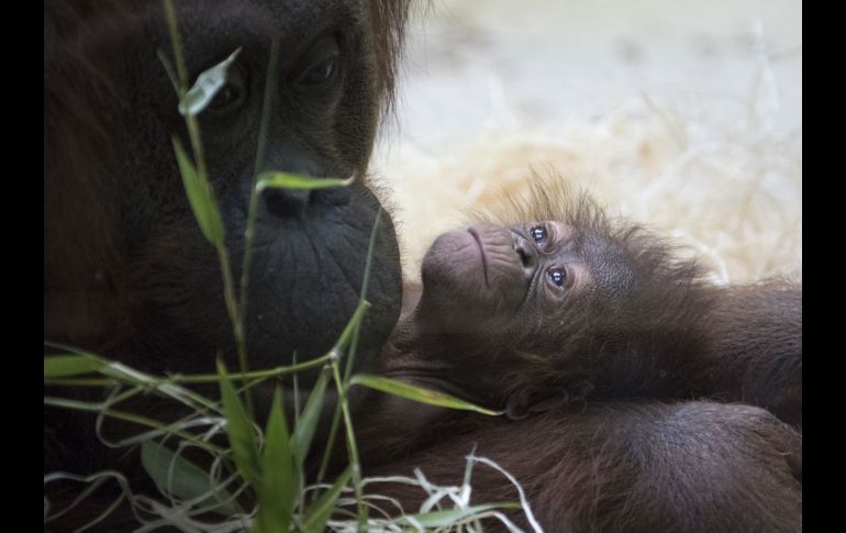 Un orangután de ocho días de nacido se ve junto a su madre en el zoológico 
