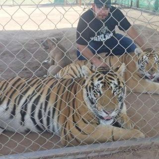 Tigre muerde a niña en la cabeza, en Hermosillo