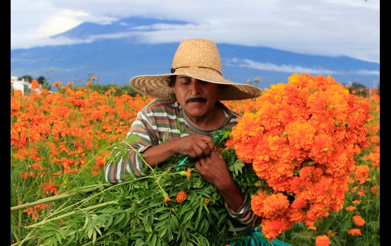 Floricultores de la zona alrededor del volcán Popocatépetl laboran en la recolección de flor de cempasúchil para la su venta en la temporada de muertos. NTX / C. Pacheco