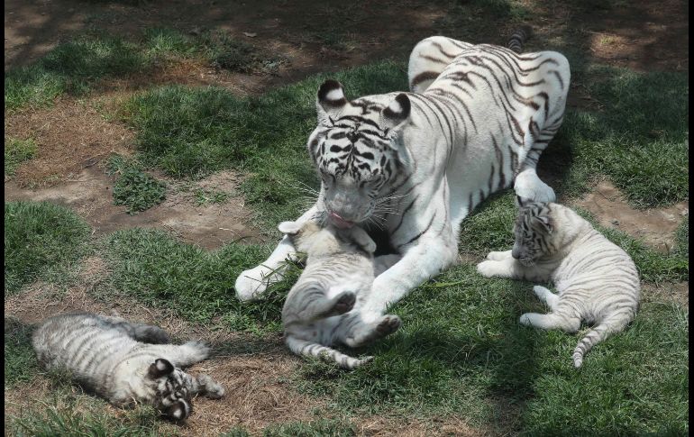 Clarita, la hembra de tigre de Bengaka juega con sus cachorros en el Zoológico de Huachipa en Lima, Perú. AP / M. Mejía