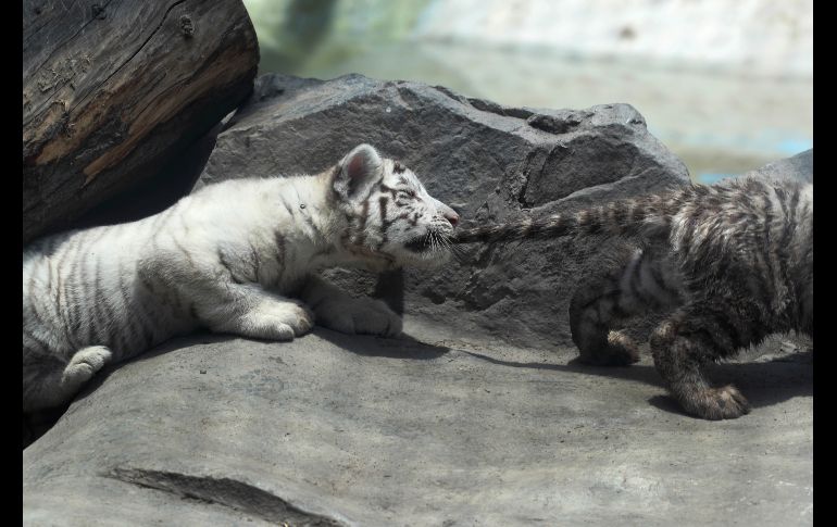 El zoológico Huachipa en Perú recibió a los cachorros de la tigresa 