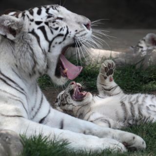 Fotogalería: Nacen tres tigres de bengala blancos en zoo de Perú