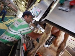 Las actividades agropecuarias reportaron un crecimiento trimestral de 0.8%. AFP/Archivo