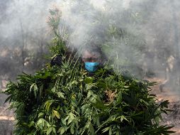 Se recaban muestras representativas que fueron puestas a disposición de los Ministerios Públicos de la Federación. AFP / ARCHIVO