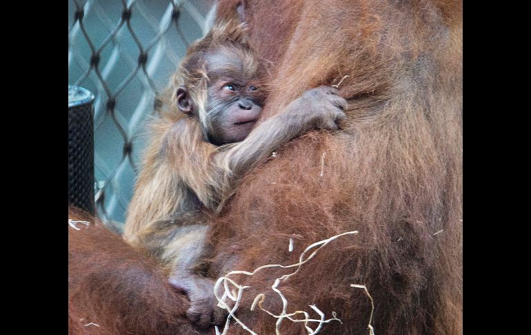 Una cría de orangután de apenas 10 días de nacido se abraza de su madre en el zoológico de Frankfurt, Alemania. AP / M. Probst