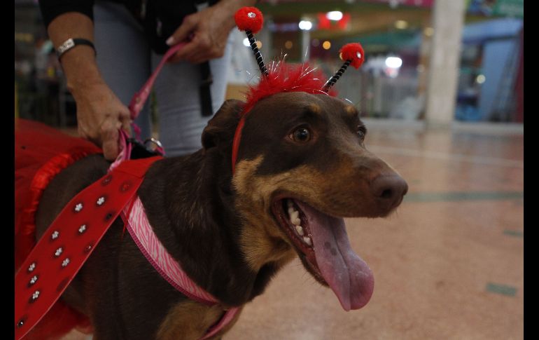 Las mascotas no están exentas de unirse a la celebración y en Medellín, Colombia se vio a este curioso can. EFE / L. Noriega