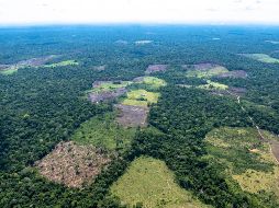 La deforestación en la Amazonía aumentó  36% entre junio y septiembre, periodo de precampaña y campaña electoral, respecto a 2017. NOTIMEX