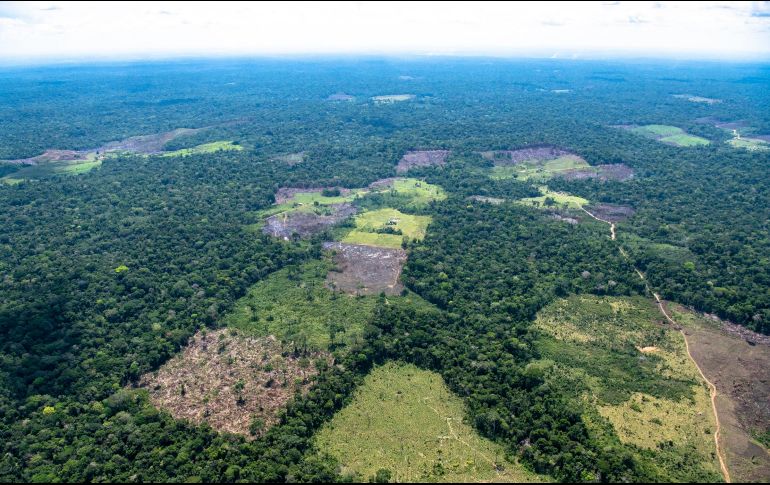 La deforestación en la Amazonía aumentó  36% entre junio y septiembre, periodo de precampaña y campaña electoral, respecto a 2017. NOTIMEX