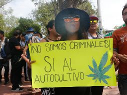 Ahora cualquier ciudadano podrá solicitar un permiso al Gobierno federal para cultivar y usar la mariguana con fines recreativos. EL INFORMADOR/Archivo