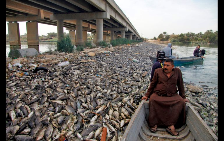 Hombres iraquíes navegan entre los peces muertos del río Éufrates en la ciudad de Saddat al Hindiyah, de Iraq. AFP / H. Hamdani