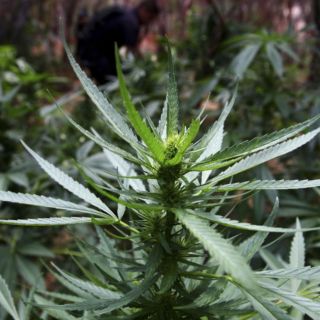 El Cártel de Sinaloa mantiene una huella expansiva internacional: DEA