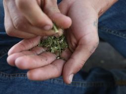 La SCJN otorgó dos amparos y fijó jurisprudencia para que cualquier ciudadano que solicite un permiso al gobierno federal, pueda cultivar y consumir mariguana con fines recreativos. EL INFORMADOR/ARCHIVO