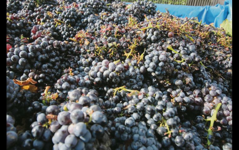 Todo listo. La uva, recién cortada, comienza un proceso para ser transformada en vino.