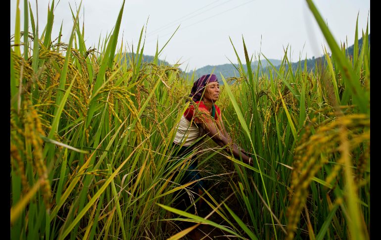 Una mujer trabaja en un campo de arroz en Moronga, India. AP/A. Nath