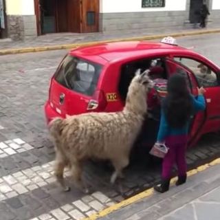 Llama aborda un taxi y conquista las redes