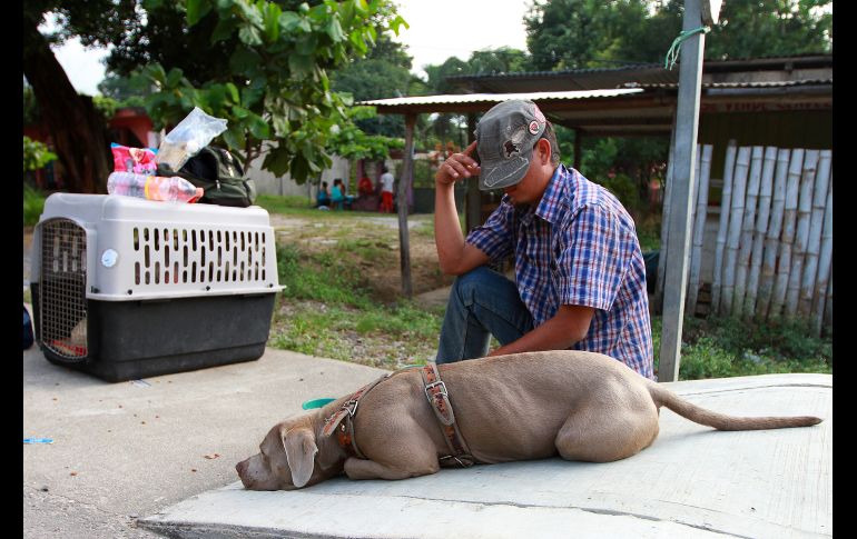 El pitbull american blue viaja desde Honduras con su dueño Adalberto. NTX / F. Estrada
