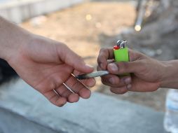 El uso con fines lúdicos incluye la siembra, cultivo, cosecha, preparación, acondicionamiento, posesión y transporte de la planta. EL INFORMADOR / ARCHIVO