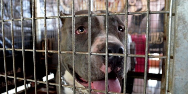 Un pitbull mata a ni&ntilde;o en Ciudad de M&eacute;xico