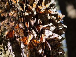 Con algo de retraso, ya comenzaron a llegar las mariposas monarca a Michoacán para quedarse hasta finales de marzo. EFE