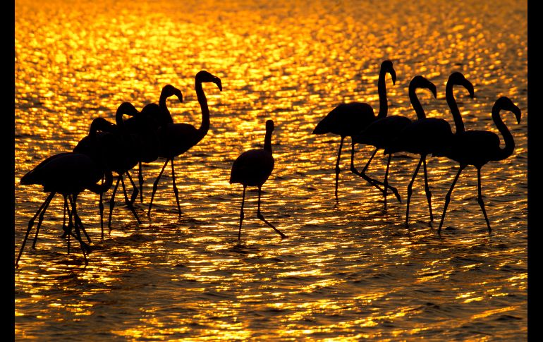 Flamencos buscan alimento en un estanque cerca de la ciudad israelí de Gan Shmuel. Más de 400 especies de aves pasan por el país en su ruta migratoria hacia África y de regreso a Europa. AP/A. Schalit