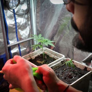 Ni al conducir, ni en comida; estas son las prohibiciones de la Ley de Cannabis