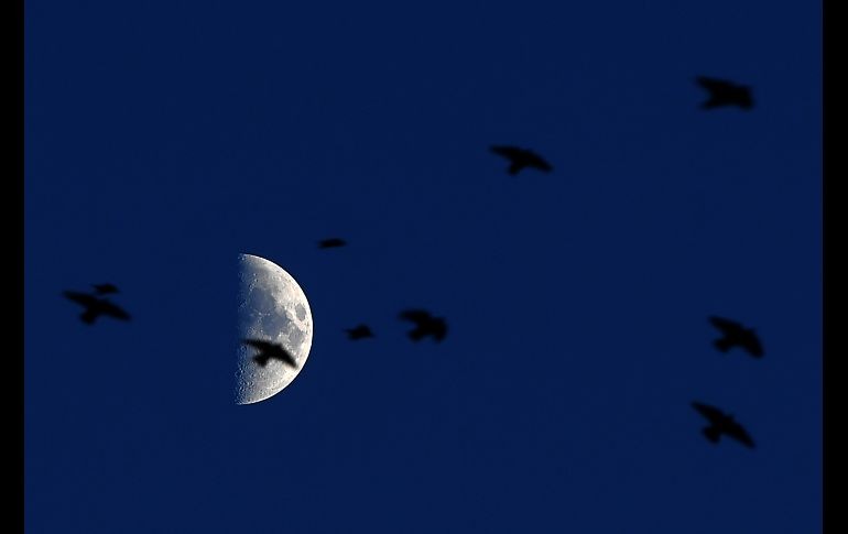 Estorninos vuelan en Roma con la Luna de fondo. AFP/T. Fabi