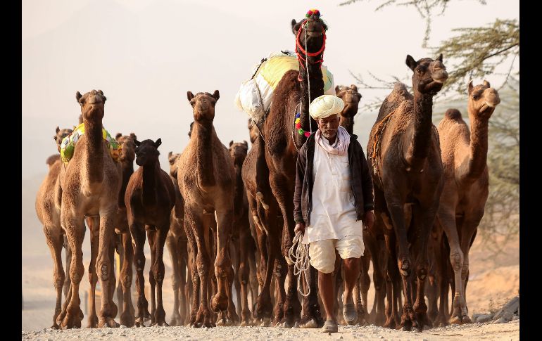 Un pastor guía a sus animales a la feria de camellos en Pushkar, India. Se trata de una de las mayores ferias de comercio de camellos del mundo. AFP/H. Sharma