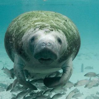 Manatíes en Tabasco fallecieron por calor, sequía y algas tóxicas