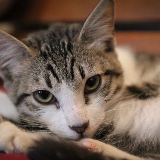 El PRD presenta iniciativa para que maltrato animal sea delito