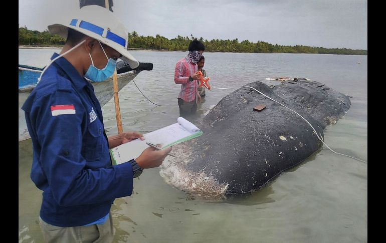 Aún se desconoce si la basura fue la causa de la muerte de la ballena, debido al estado de su descomposición. AP/Muhammad Irpan Sejati Tassakka