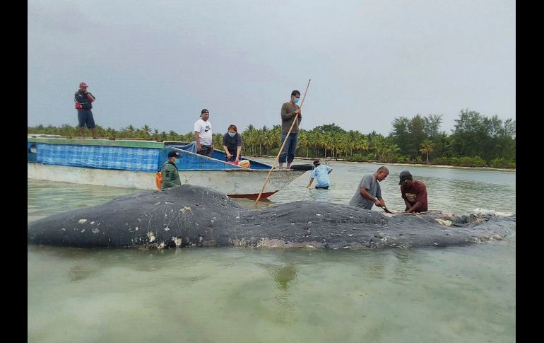 El cetáceo medía 9.5 metros de longitud y 4.3 metros de ancho. AP/Muhammad Irpan Sejati Tassakka