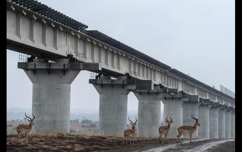 Impalas caminan cerca de una vía férrea elevada que permite el movimiento de animales debajo, en el sitio donde se construye una estación de trenes en el parque nacional de Nairobi, Kenia. AFP/Y. Chiba