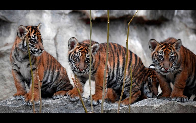 Tigresas de Sumatra, nacidas en agosto pasado, se ven en su recinto en el zoológico Tierpark de Berlín. AFP/J. Macdougall