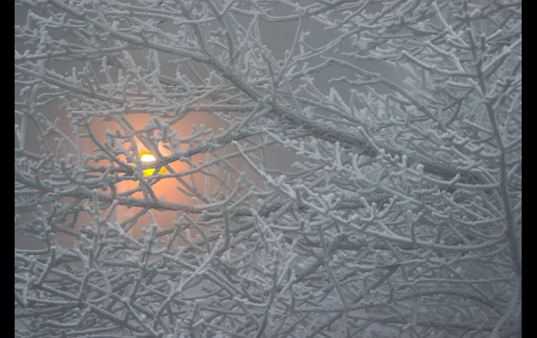 Una farola encendida detrás de un árbol cubierto de nieve en la montaña de Feldberg, en la cordillera alemana del Taunus. El servicio de meteorología pronostica para los próximos días temperaturas por debajo de los cero grados en esta región. EFE/A. Babani