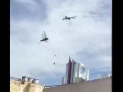 Nubes de langostas sobrevuelan la ZMG