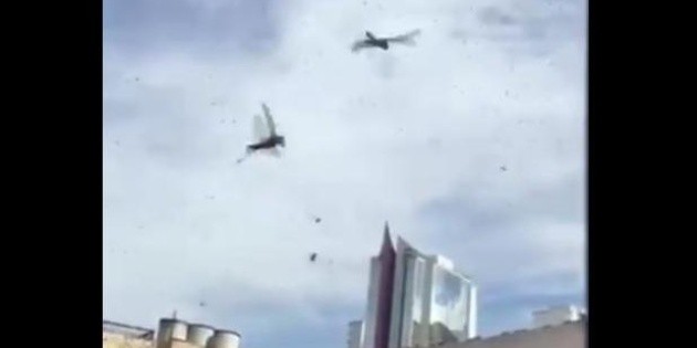 Nubes de langostas sobrevuelan la ZMG