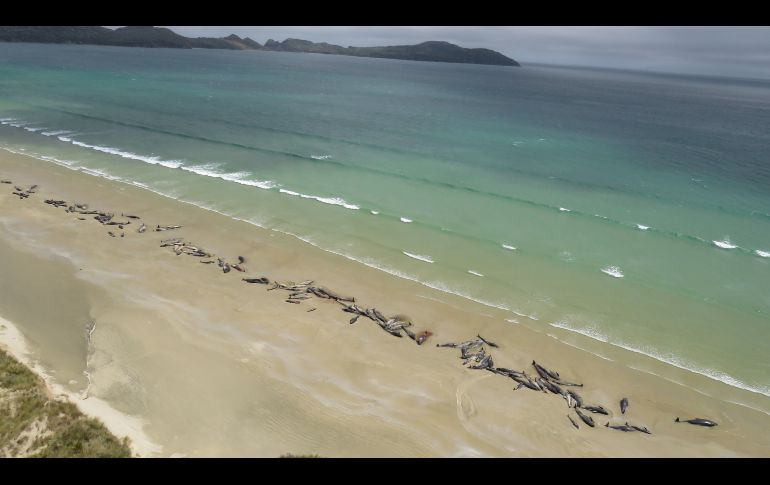 Ballenas muertas quedaron en la playa de la isla Stewart, en el extremo sur de Nueva Zelanda. Las autoridades reportaron la muerte de al menos 145 ejemplares que quedaron varados. AFP/New Zealand Department of Conservation