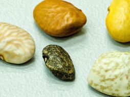 Expertos indican que el frijol es muy importante para la alimentación pero son sensibles a la sequía gracias al cambio climático. ESPECIAL / unamglobal.unam.mx