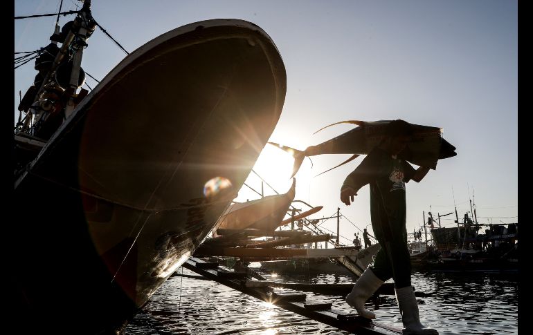 Un trabajador del puerto pesquero filipino transporta un atún en la ciudad de General Santos, Filipinas. Delegados de once países se reunirán en Ilo-ilo, isla de Panay, para el Congreso de los mares de Asia oriental 2018, que se celebrará del 27 al 30 de noviembre. EFE/ R. Tongo