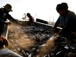 Los estados con las tasas de desocupación más bajas en octubre fueron Guerrero (1.4%), Oaxaca (1.5%)  y Yucatán 1.9%; por otro lado, Tabasco tiene la tasa más alta (7.8%). EFE/R. Tongo