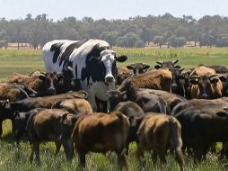 Para su propietario, la res debe vivir el resto de su vida en la granja donde se crió. AP/Channel 7's Today Tonight
