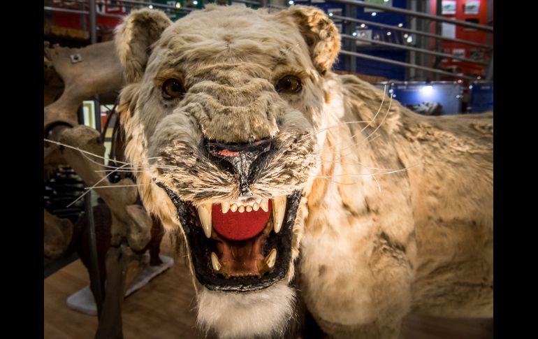 Una réplica de un león extinto (Panthera spelaea) se exhibe en el museo del Mamut en la ciudad rusa de Yakutsk. AFP/M. Antonov